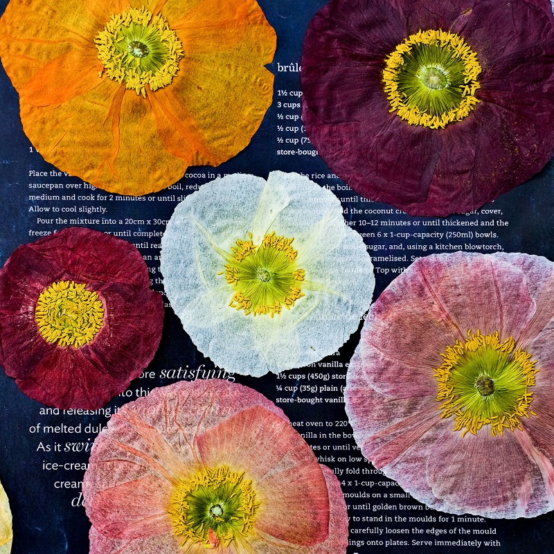 Photo Frame Baby - 1 шт., Натуральные прессованные сухоцветы мака
