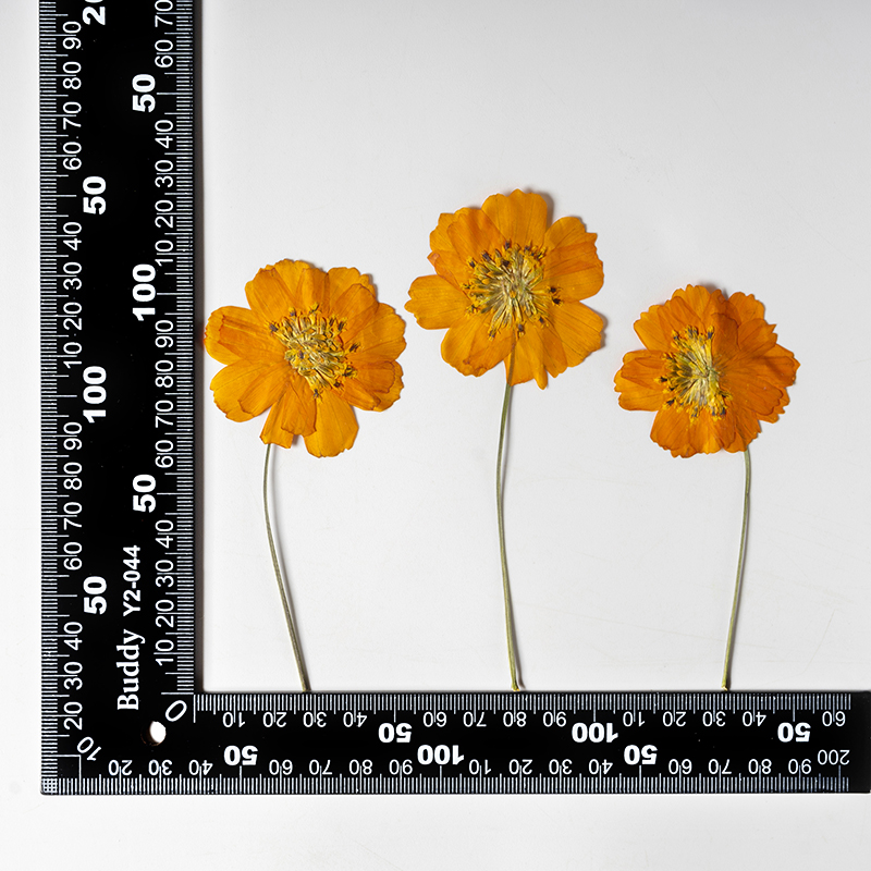 8-10 см/24 шт., Натуральные пр – обзор и цена Photo Frame Baby
